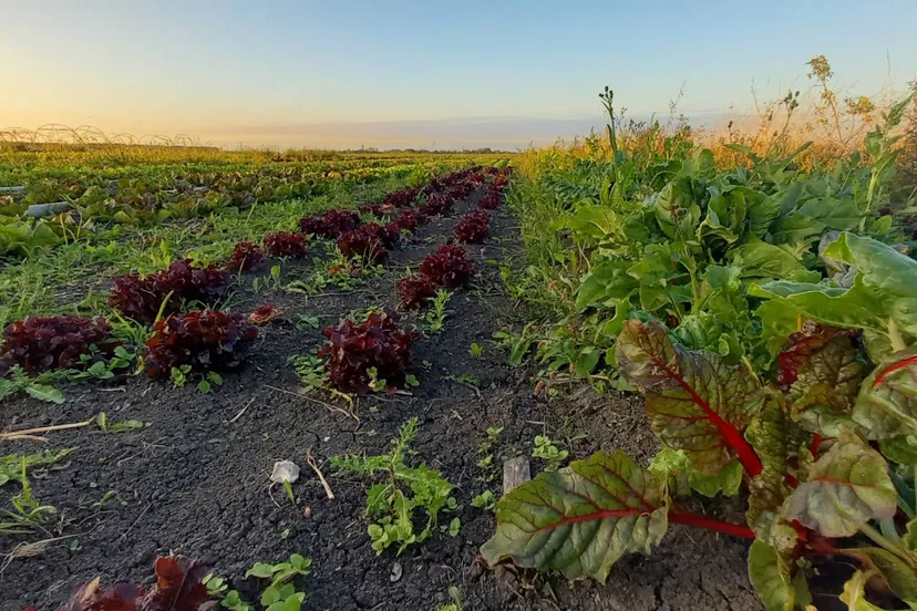 screenshot 20250610 134056