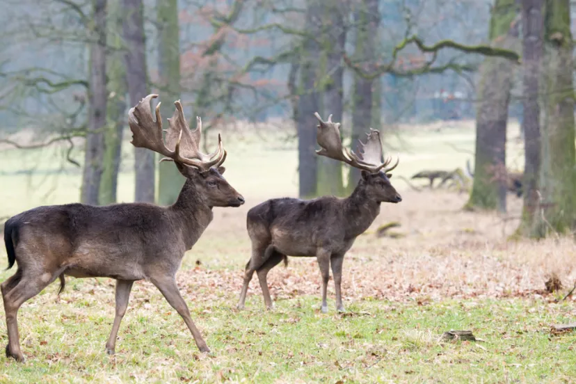 screenshot 20250703 133455