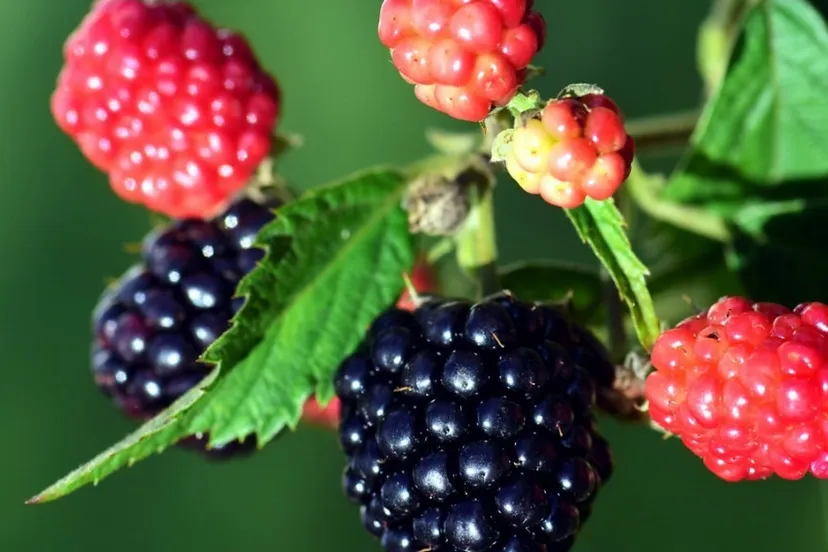 Screenshot_20250801_143038