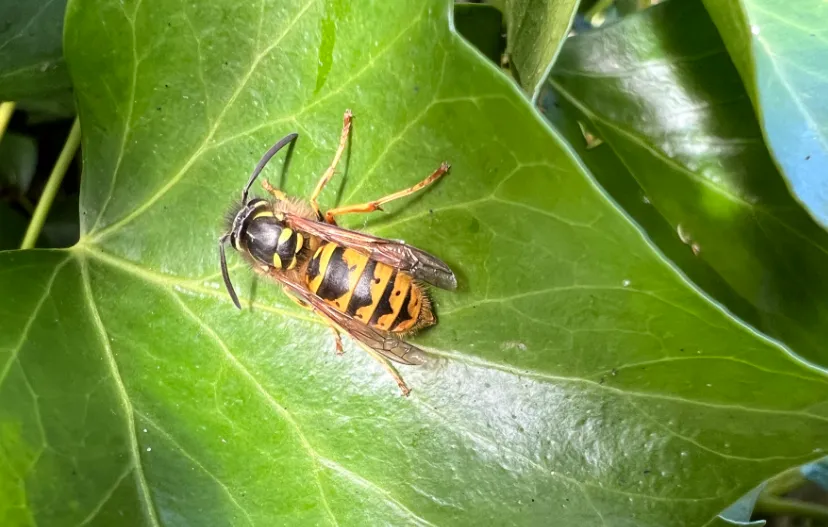 Screenshot_20250808_114002