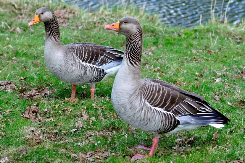 Screenshot_20250811_102608