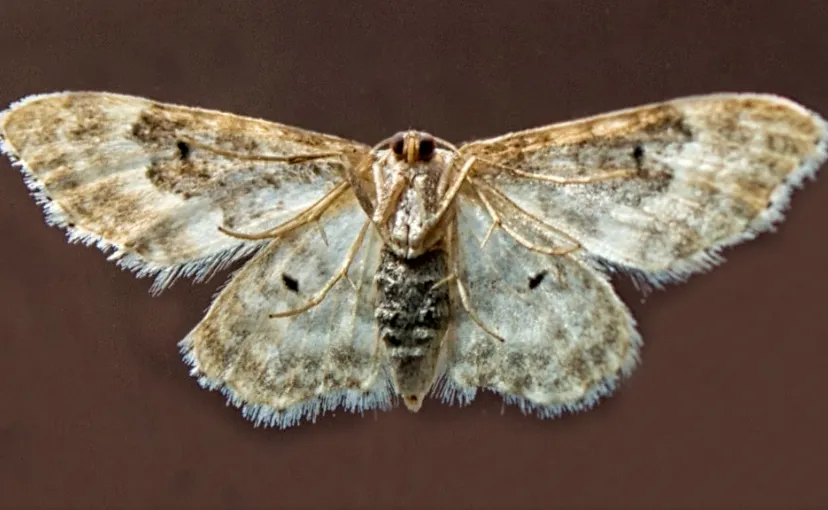 Screenshot_20250824_112701