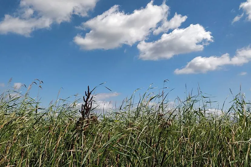 Schonere lucht in 2024 in IJmond, Haarlemmermeer en Havengebied Amsterdam