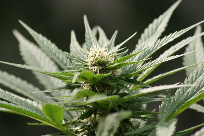 Screenshot_20250917_133930