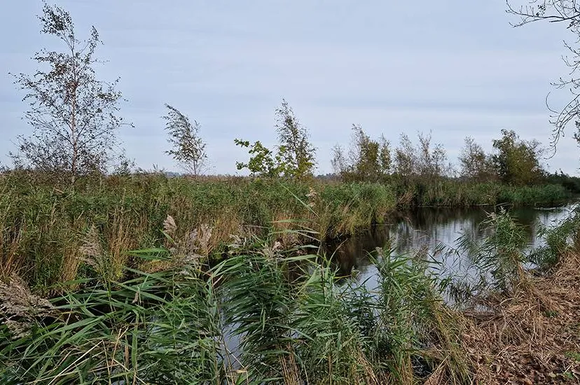 928x550 Natuurherstel vanaf Dolphijnstraat in Westzaan van start