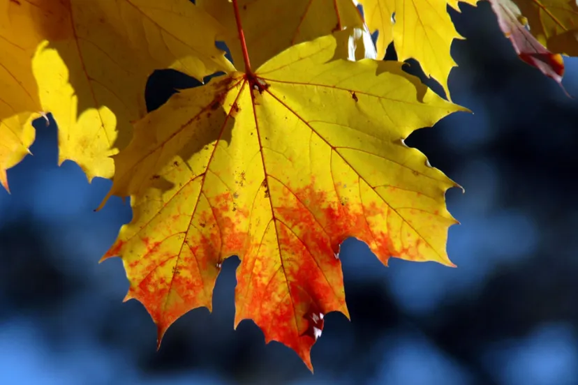 Screenshot_20251007_120052