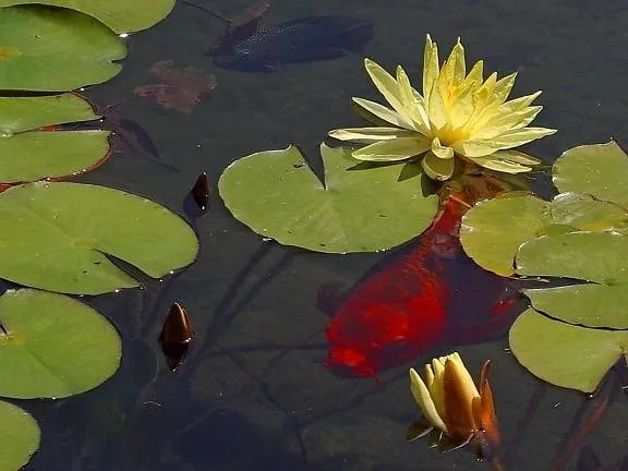 goldfish-waterlily-lilies-ponds-576x432