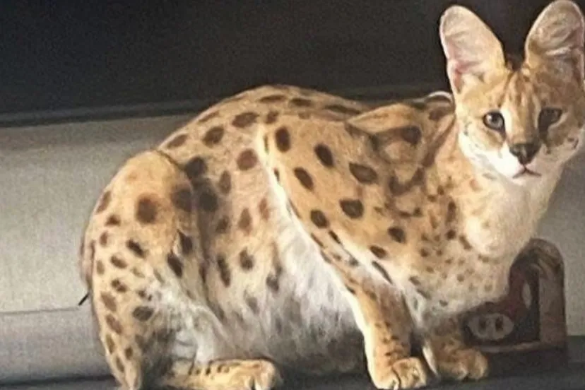 Screenshot_20260301_143155