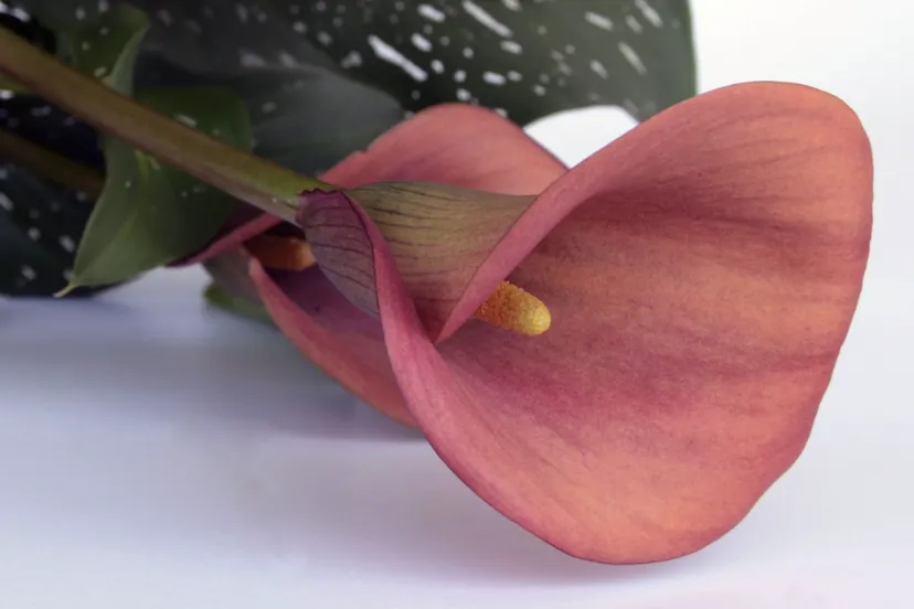 Screenshot_20260308_102516