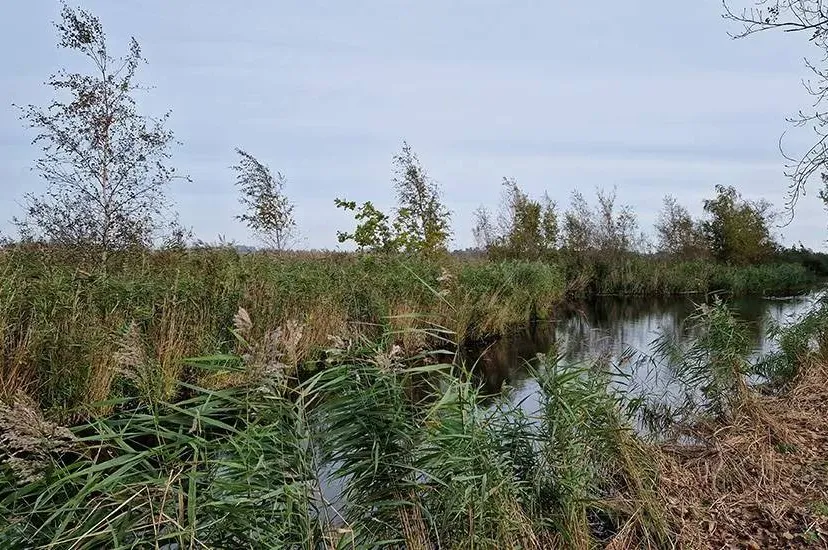 928x550-natuurherstel-vanaf-dolphijnstraat-in-westzaan-van-start-68de3f20db878