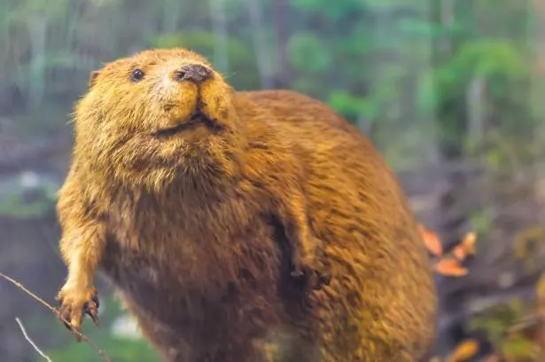 beaver-on-dam