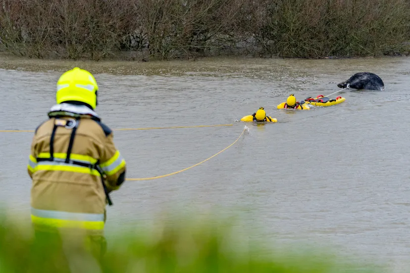 versteeg av producties 6 1