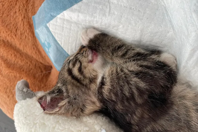 519876303_1181537464016575_8462589616183119394_n