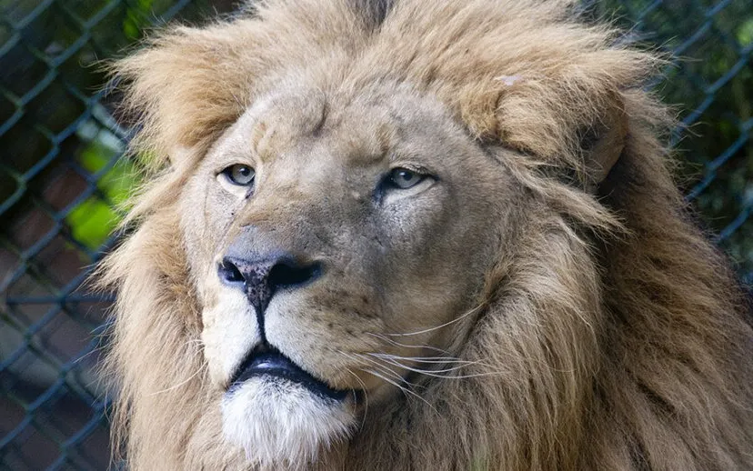 10498360 837864432892177 2442278596285568648 o leeuw 915x518 1