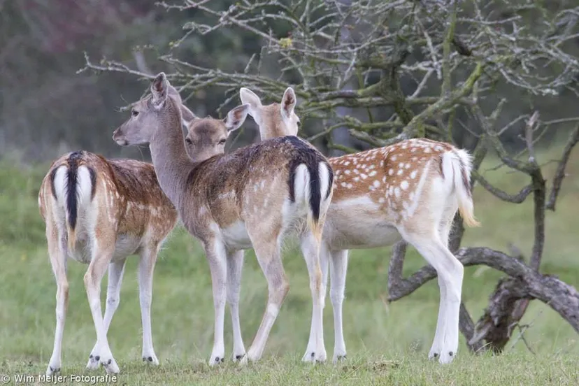 10644841 905704116108208 2487914603334107097 n