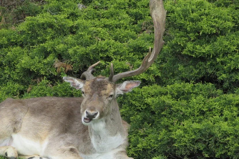 68472750 1759533387523847 6004654284589760512 o