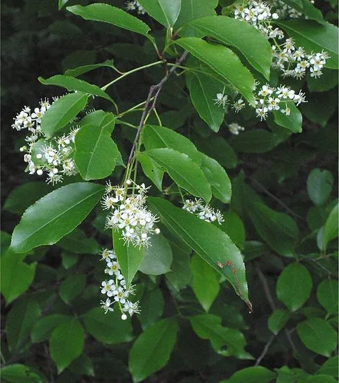 amerikaanse vogelkers prunus serotina wikimedia commons cc by sa 30