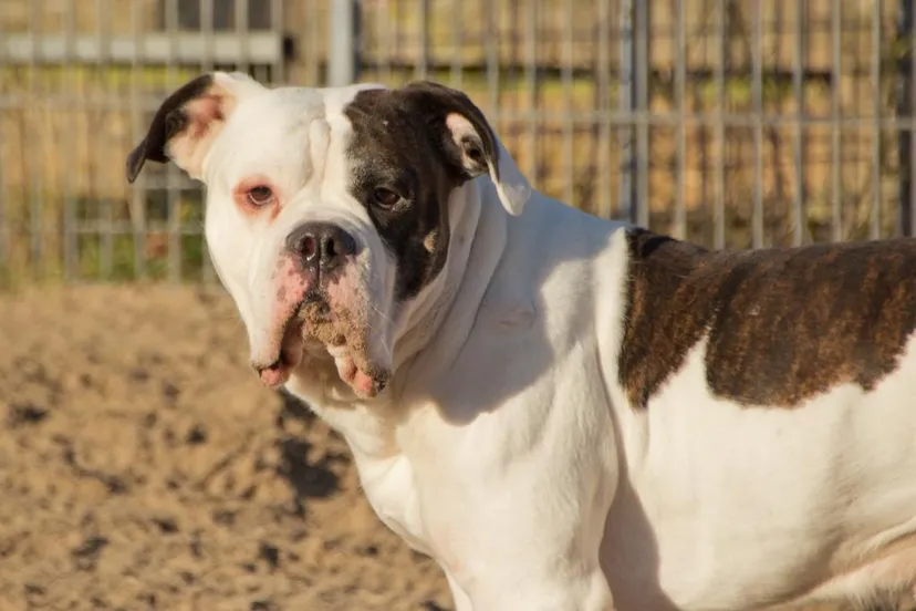 apache 3 gecomprimeerd jolanda meier