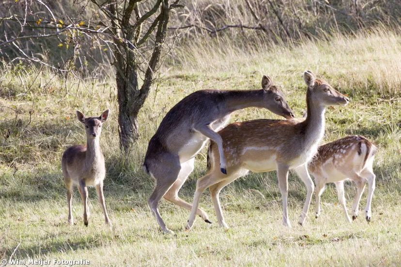 bambi 1 wim meijer fotografie 1024x683