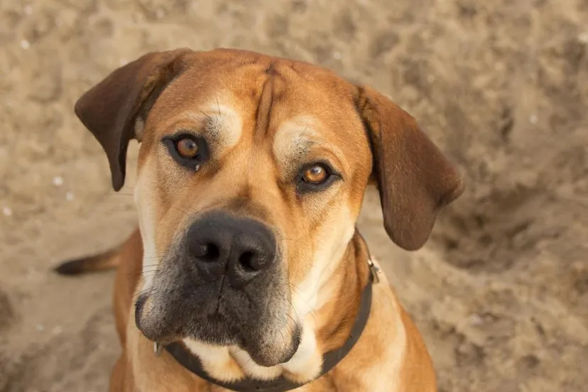 bandit jolanda meier gecomprimeerd