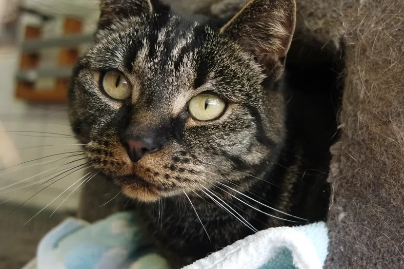 billy krant dier van de week dierentehuis kennemerland