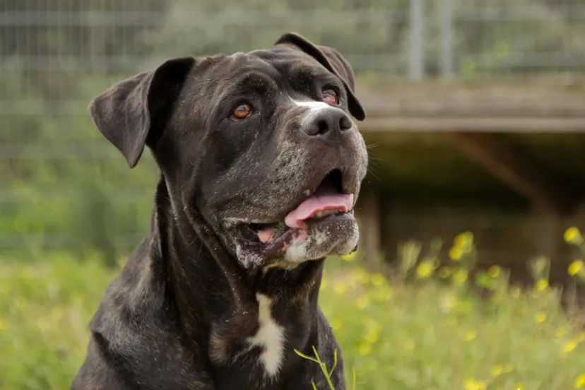 bux jolanda meier dier van de week gecomprimeerd