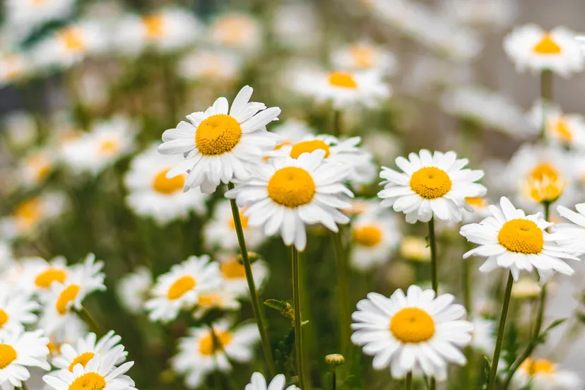 chirag saini m osd h26di unsplash