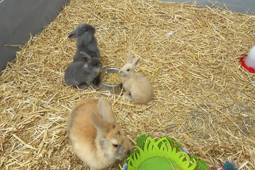 de konijnen jaap koper