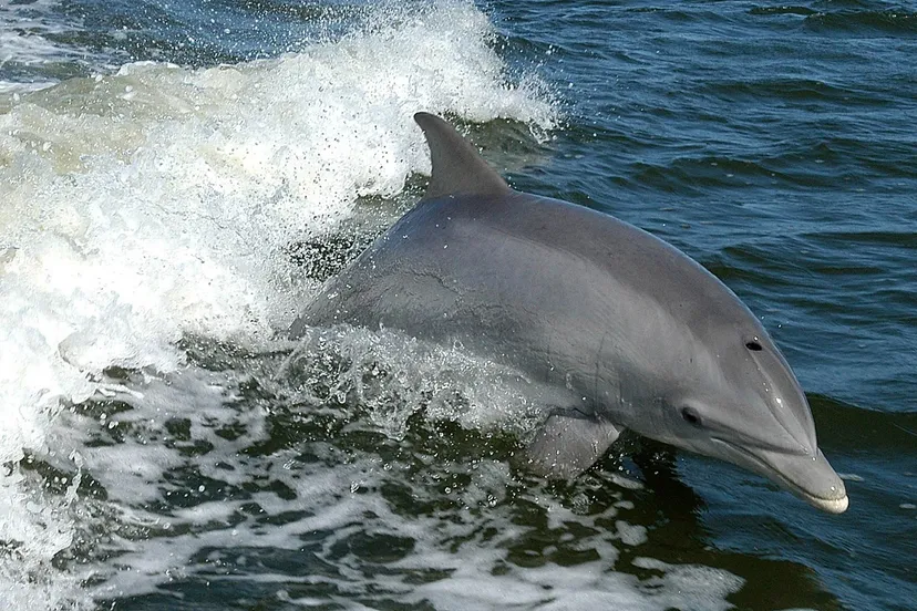 dolphin 386744 1920 pixabay