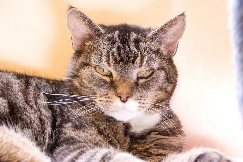 drieka jolanda meier gecomprimeerd