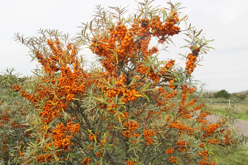 duindoorn 3 theo baas