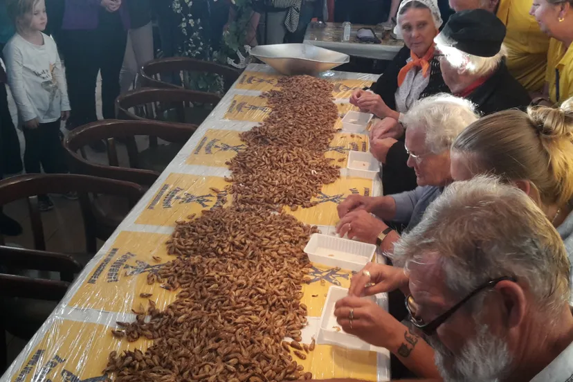 garnalenpellen jaap koper