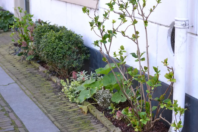 geveltuin aangepast spaarnelanden