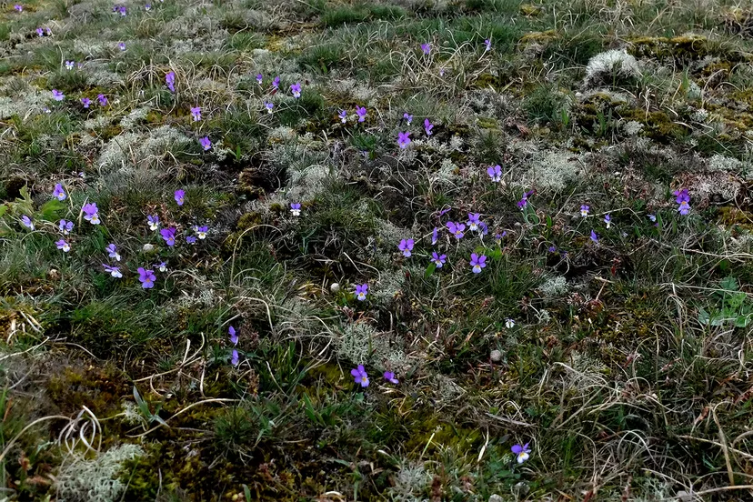 grijze duinen met rendiermossen en duinviooltje in de duinen bij castricum 1
