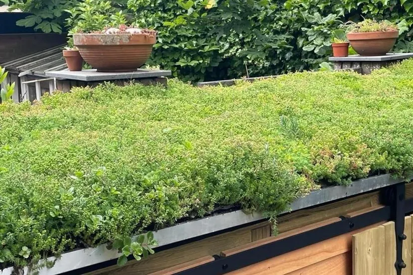 groen dak 1609 gemeente zandvoort