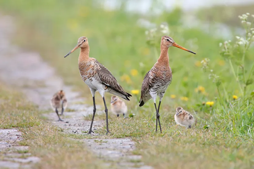 grutto gezin buiten beeld gejo wassink