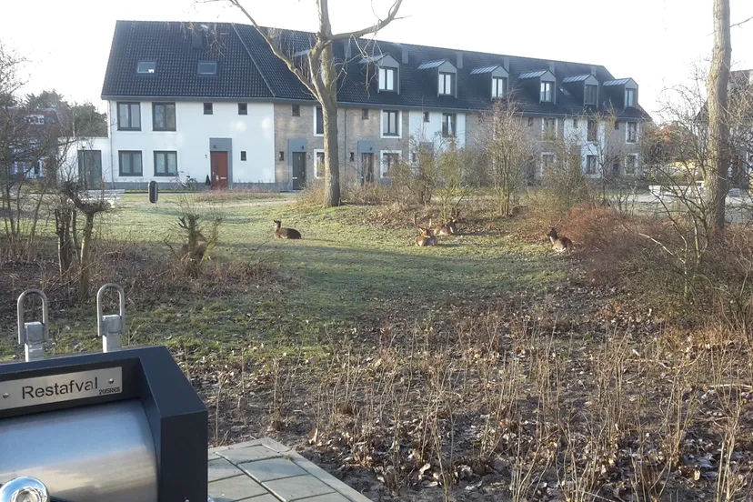 herten voor de nieuwe sophia jaap koper