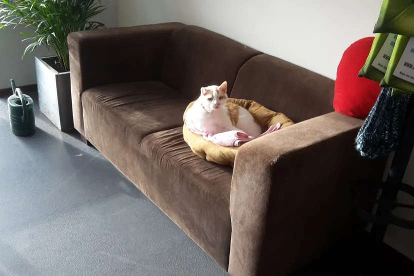 huiskat binky dierentehuis kennemerland jaap koper