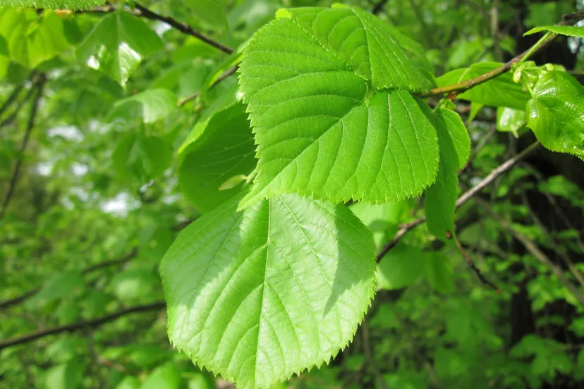 iep spaarnelanden aangeleverd