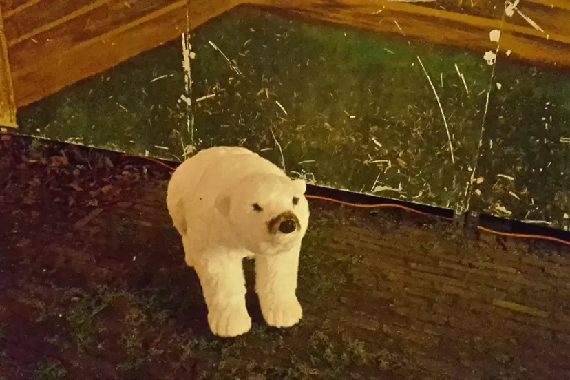 ijsbeer zandvoort goes wild jaap koper