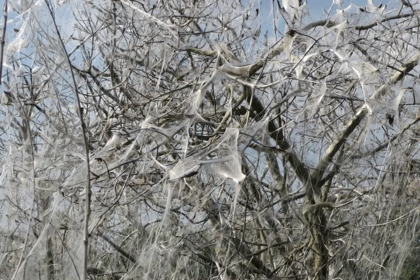 ingepakte wilde kardinaalsmuts bewerkt pixabay