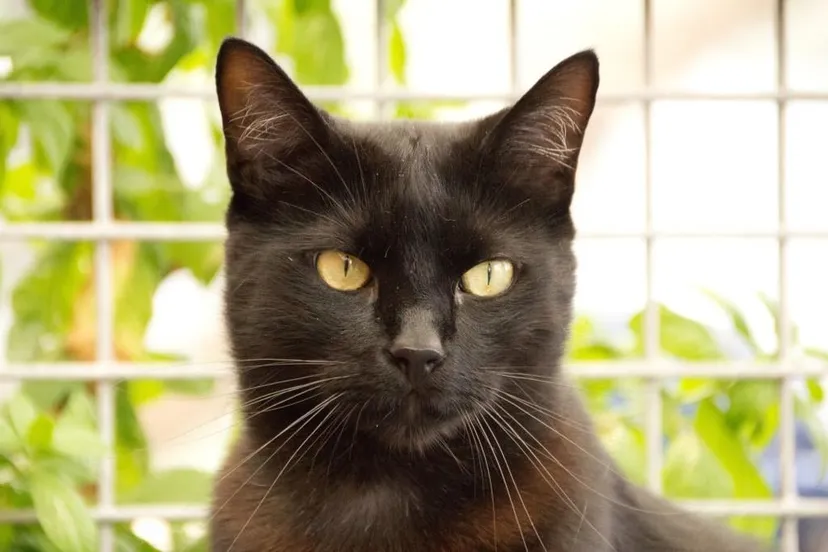 jeche jolanda meier dierentheuis kennemerland