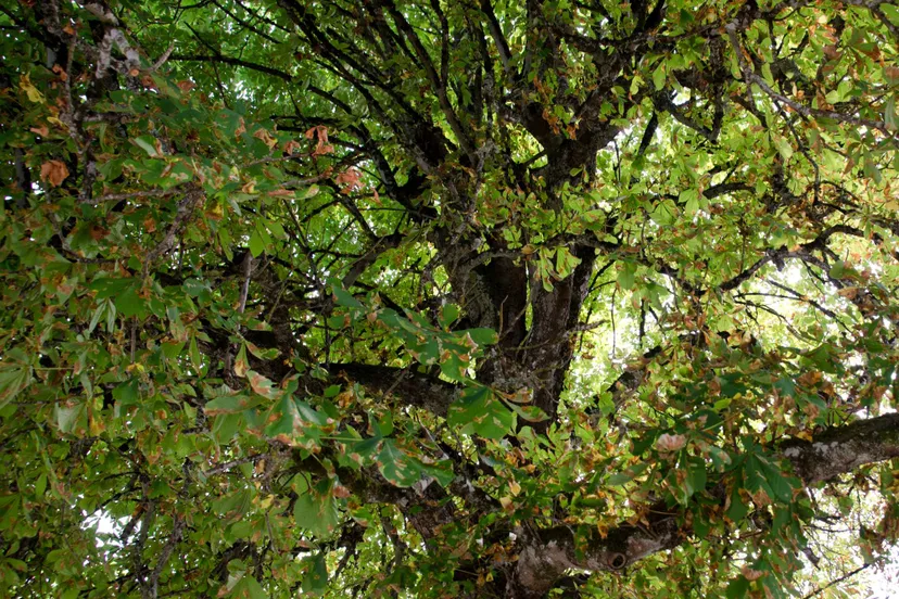 kastanjebloedingsziekte 2 spaarnelanden aangeleverd
