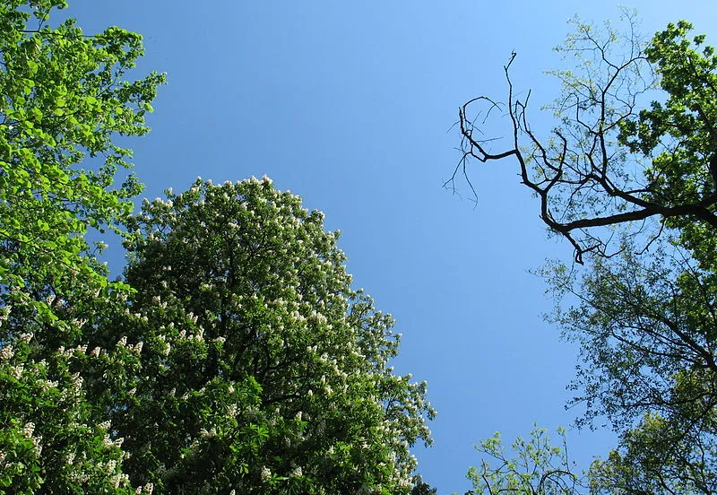 kastanjeboom renkums beekdal bas wikimedia cc by sa 30