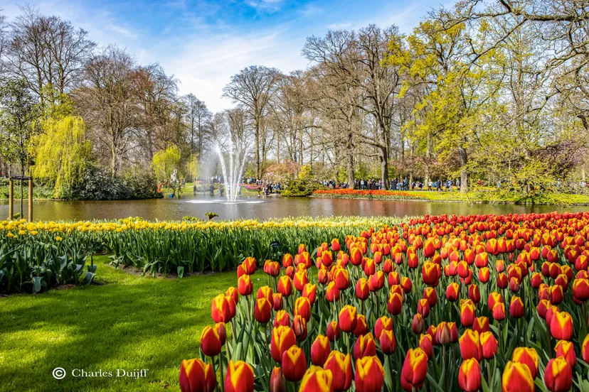 keukenhof tulpen
