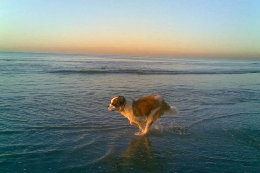 mccloud janneke van densen koper