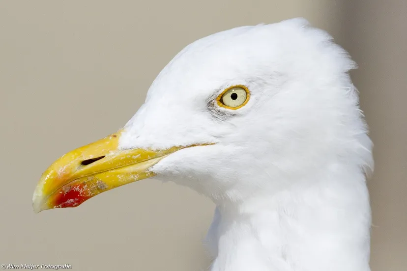 meeuw 2 wim meijer fotografie