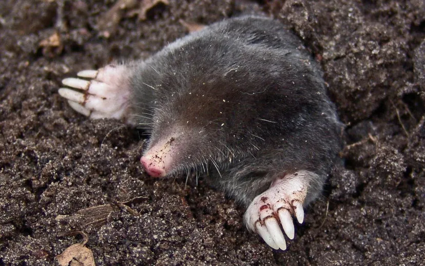 mole 13298 pixabay molsmall 915x518 1