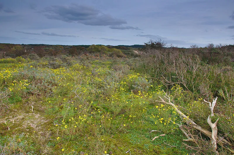 nationaal park zuid kennemerland wikimedia ji komrek cc by sa 40