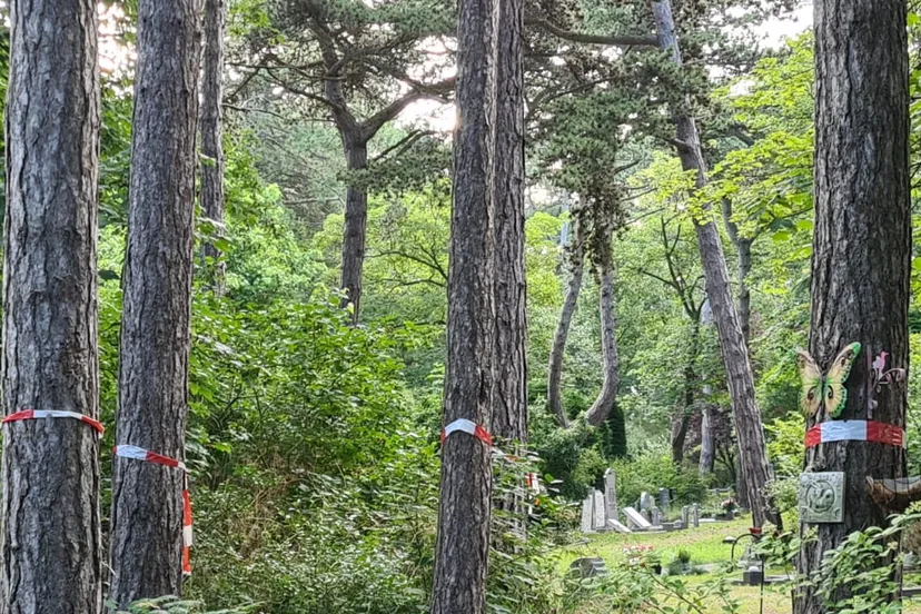 onderhoud bomen bij persbericht spaarnelanden over onderhoud bomen begraafplaats spaarnelanden aangeleverd